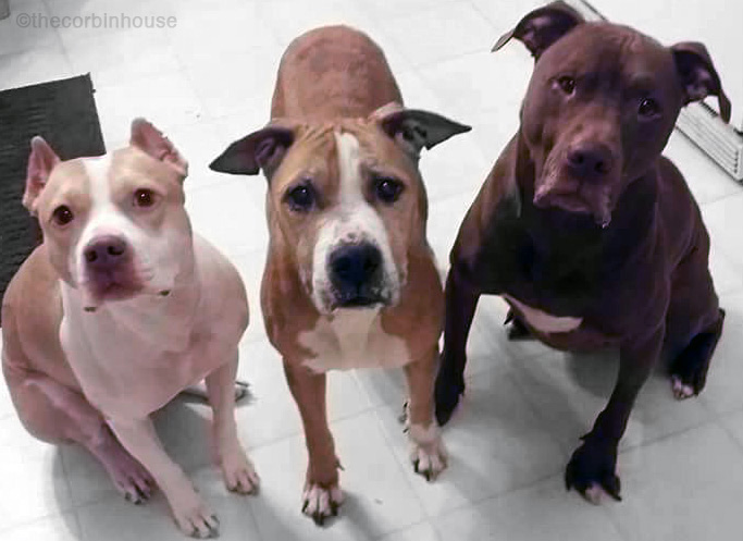 special needs dog adoption adopting a Pit bull