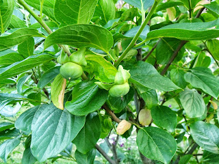 Khakibaum mit Früchten (C) by Joachim Wenk Khakibaum mit Früchten (C) by Joachim Wenk