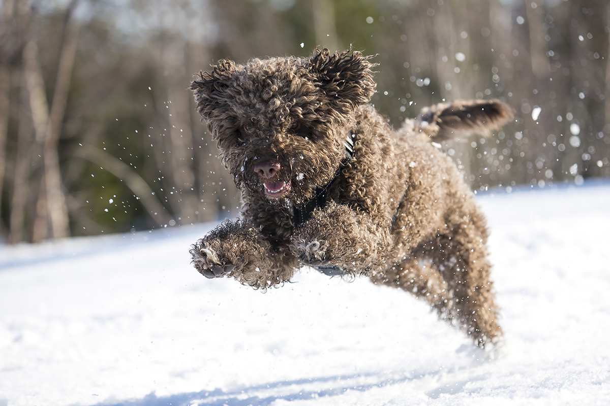 What Dogs Are Good With Children Uk What Dogs Are Good With Children Uk