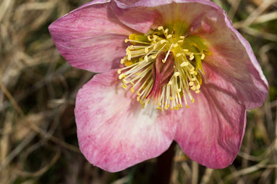 Helleborus (elleboro) flowers. The word in both English and Italian has the third-from-last syllable stressed.