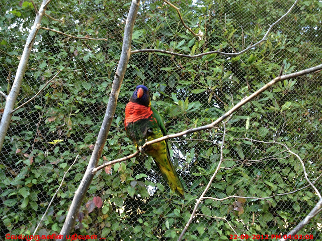 Portland Zoo - Birds