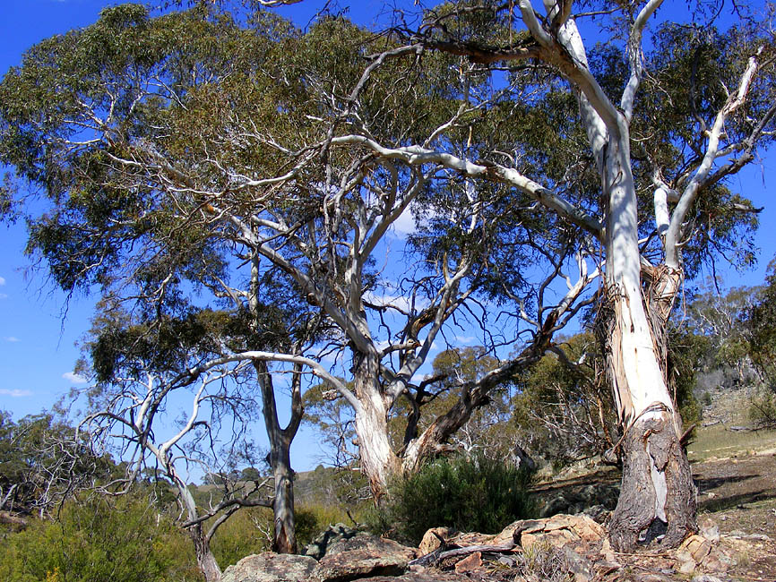 Days on the Claise Gum Trees