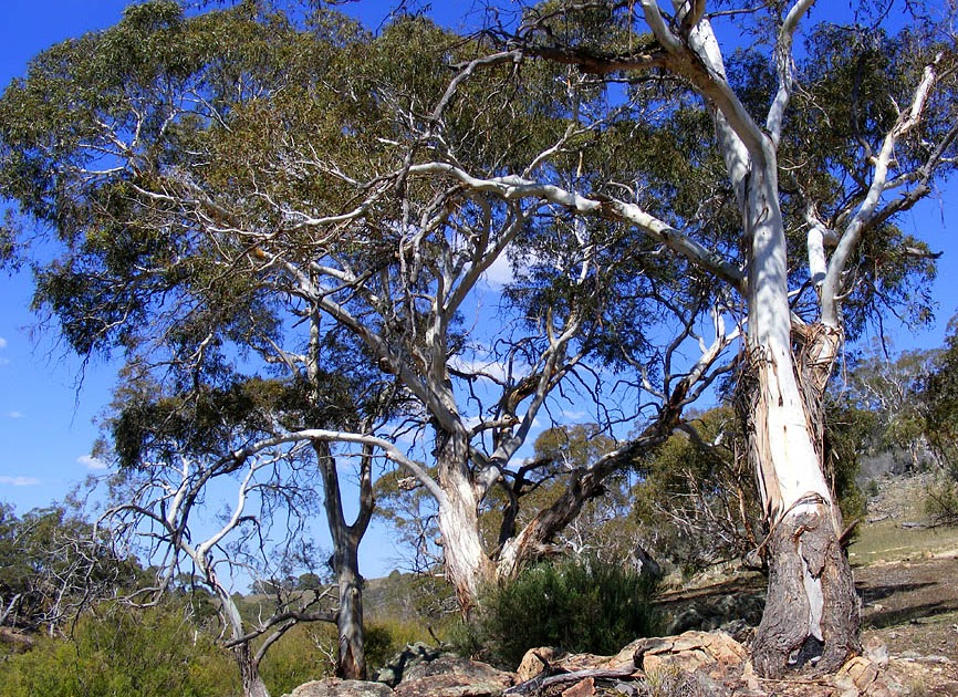 Days on the Claise Gum Trees
