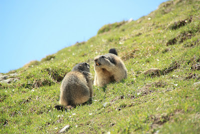 parco gran paradiso