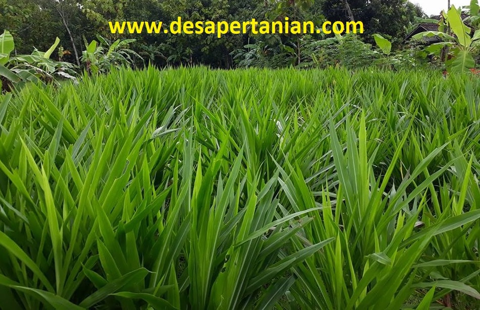 100 Gambar Rumput Gajah Odot Terlihat Keren 100 Gambar Rumput Gajah Odot Terlihat Keren
