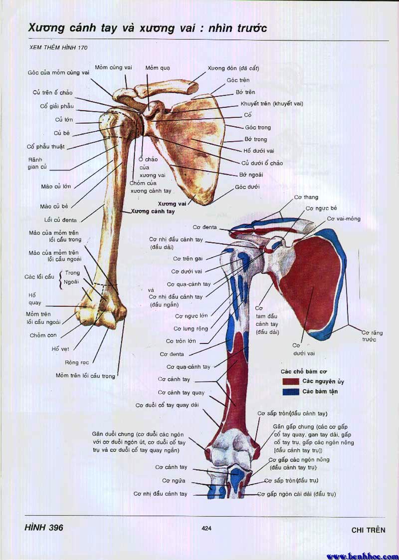 CHẨN ĐOÁN HÌNH ẢNH: MRI KHỚP VAI