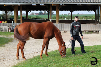 Ce (ceux) qui me rend (rendent) heureuse. Prince charmant sur son cheval alezan.