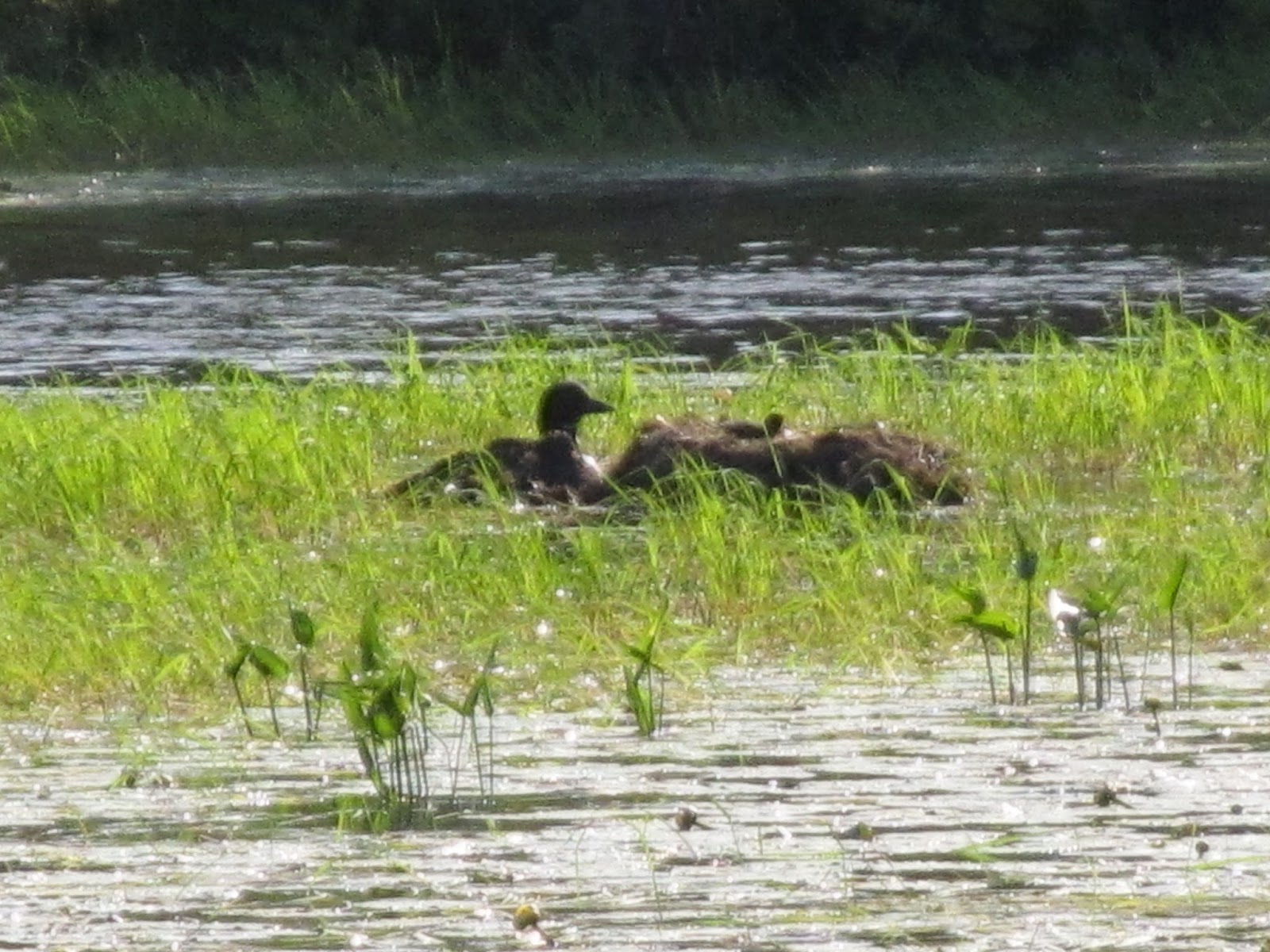 Recreational Kayaking in Maine Upper Pleasant Pond, Richmond, Maine