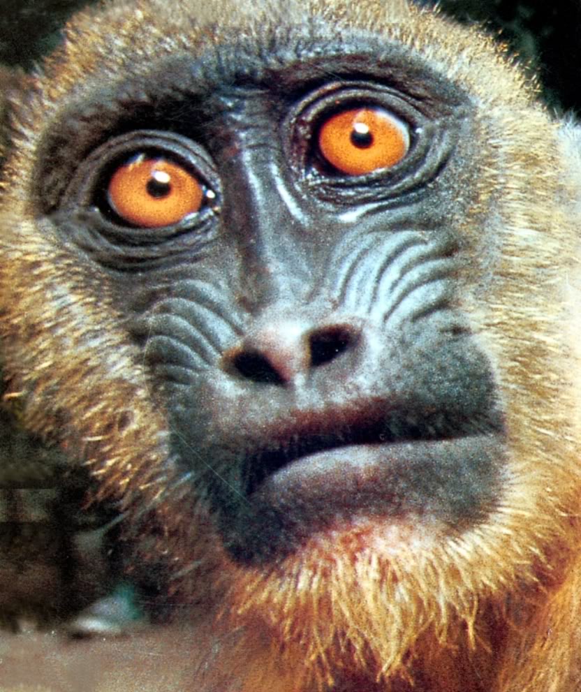 Funny Pictures: Funny Humor Monkey photos and funny Humor Monkey pictures
