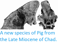 http://sciencythoughts.blogspot.co.uk/2014/11/a-pantherine-big-cat-from-late-miocene.html