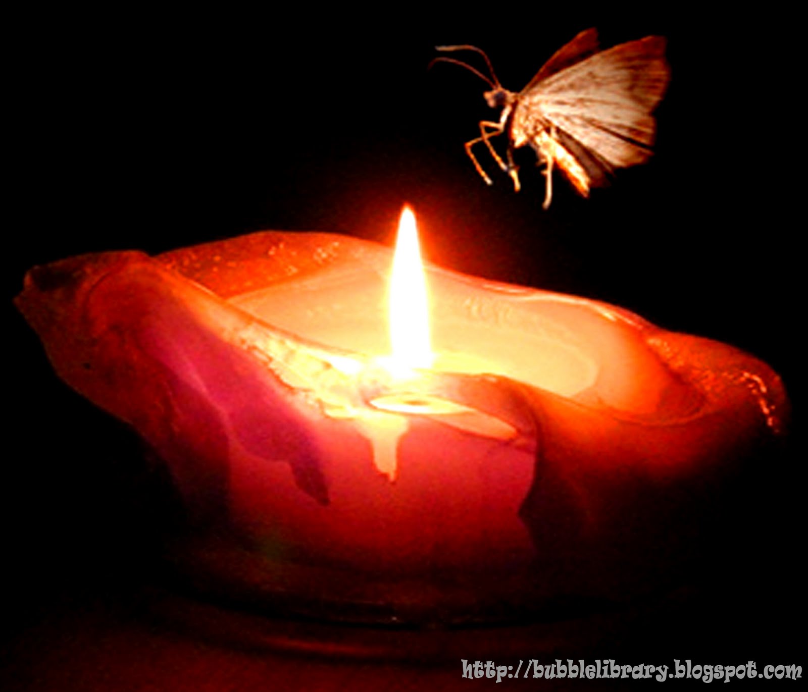 Why Are Moths Attracted To The Light