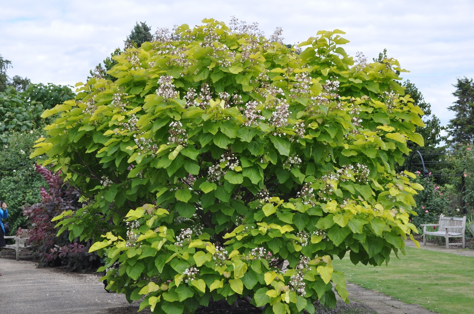 Gardens of the Rose, St. Albans