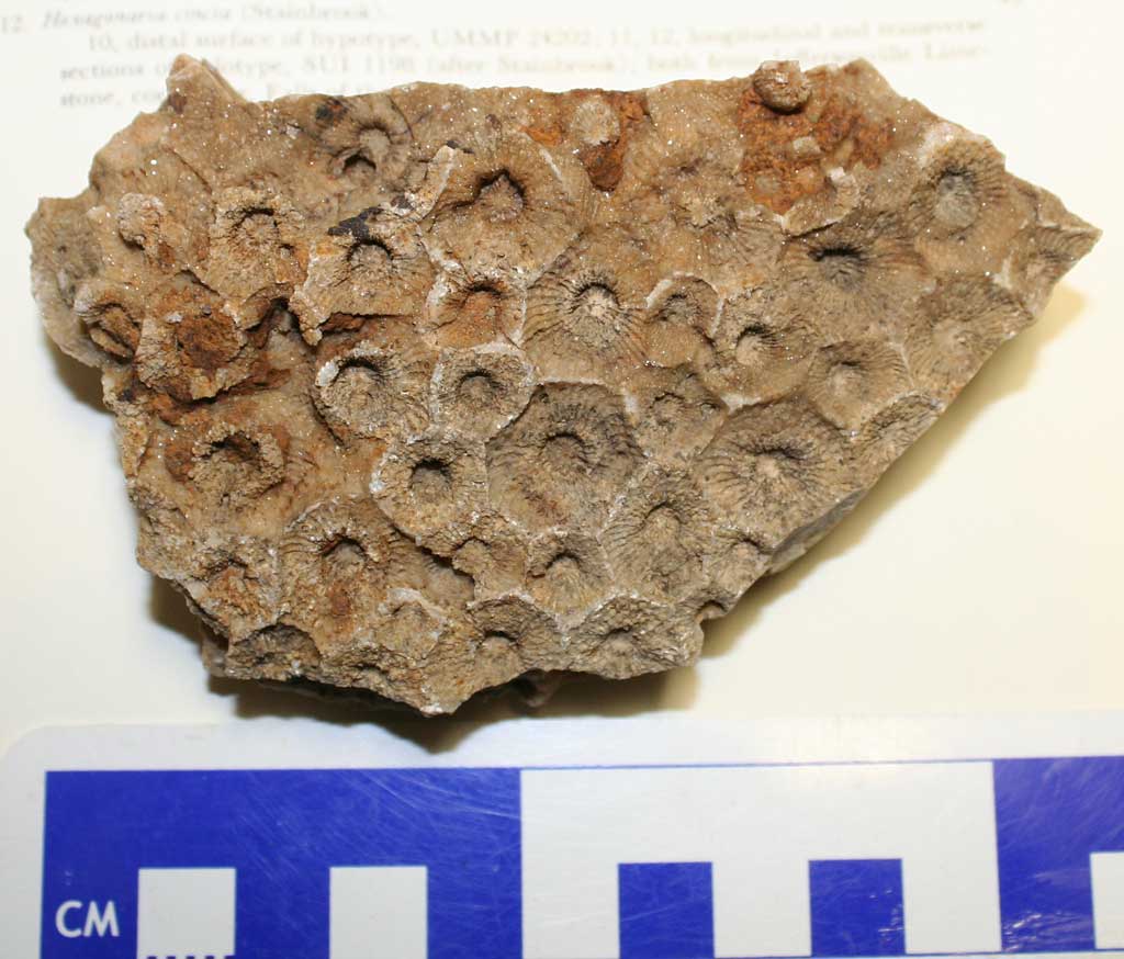 Louisville Fossils and Beyond Hexagonaria prisma Coral