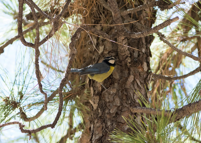 Cyanistes teneriffae teneriffae - Las Lajas, Tenerife Cyanistes teneriffae teneriffae - Las Lajas, Tenerife