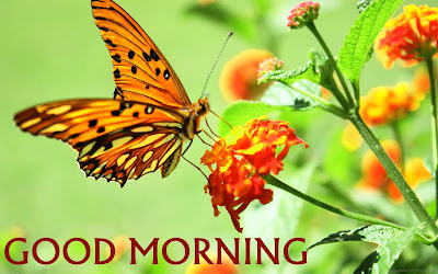 good morning wishes with beautiful butterfly images good morning wishes with beautiful butterfly pictures