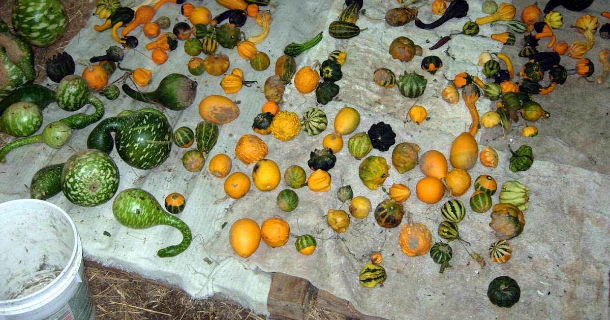 decampstudio-harvesting-gourds