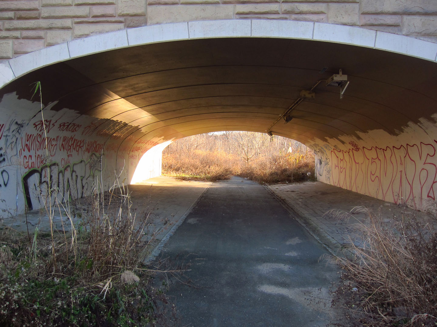 66 Square Feet (Plus) Alley Pond Park wetlands