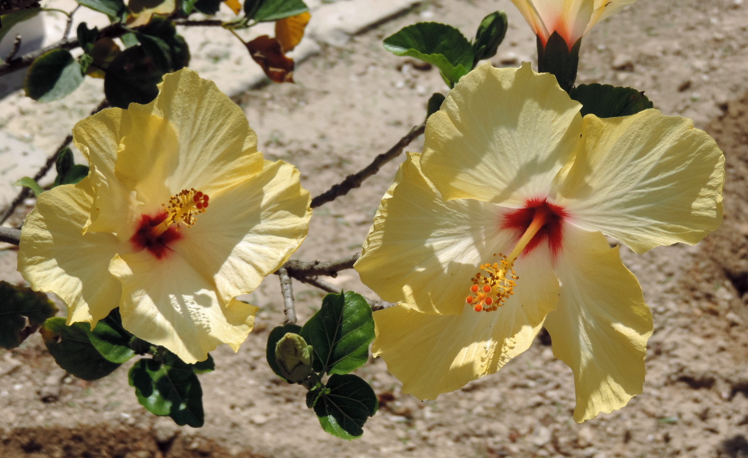 Dun Giljan's Blog Flowers from Malta part 1