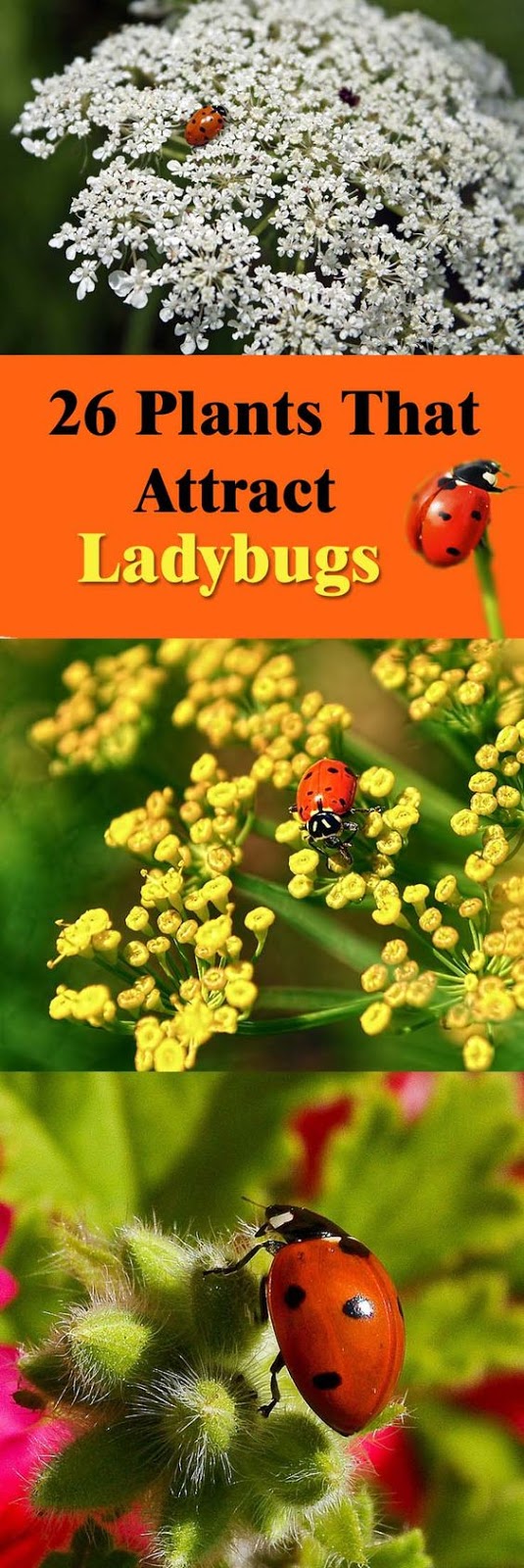 26 Plants that Attract Ladybugs Everything About Garden