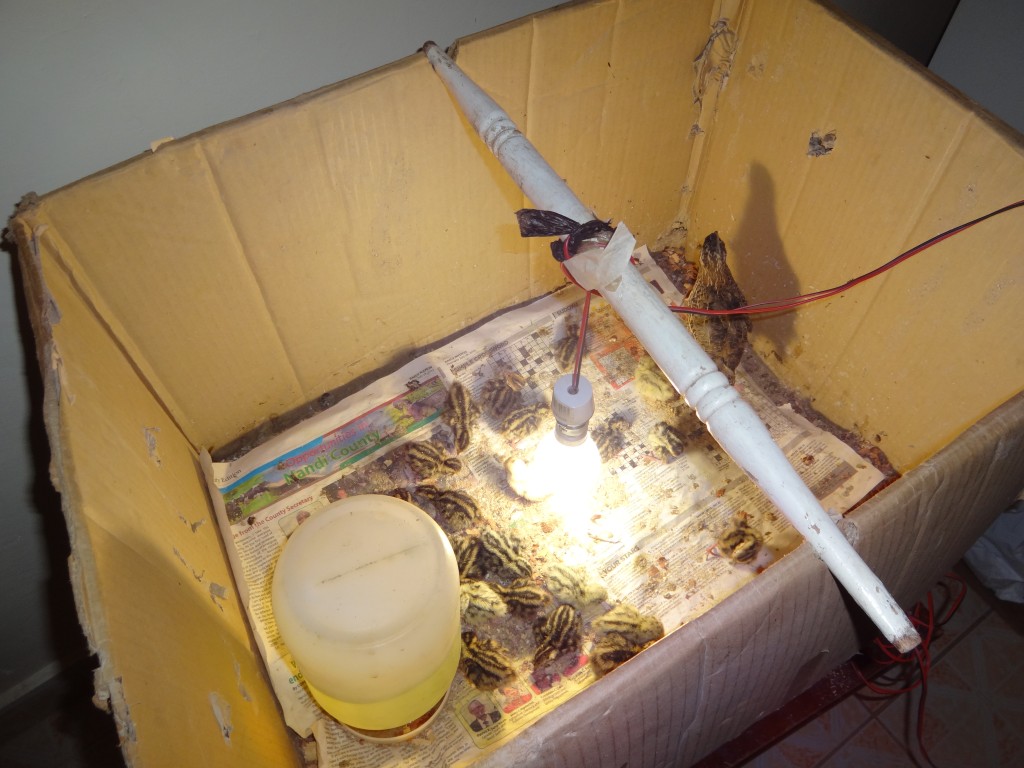 Developments in rural areas across the world Quails, an alternative to