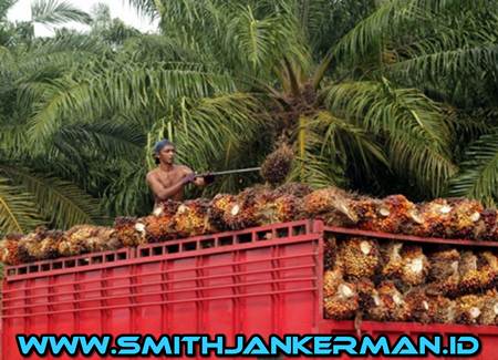 Lowongan Supir Perkebunan Sawit Di Pekanbaru Mei 2018 Smith Jankerman