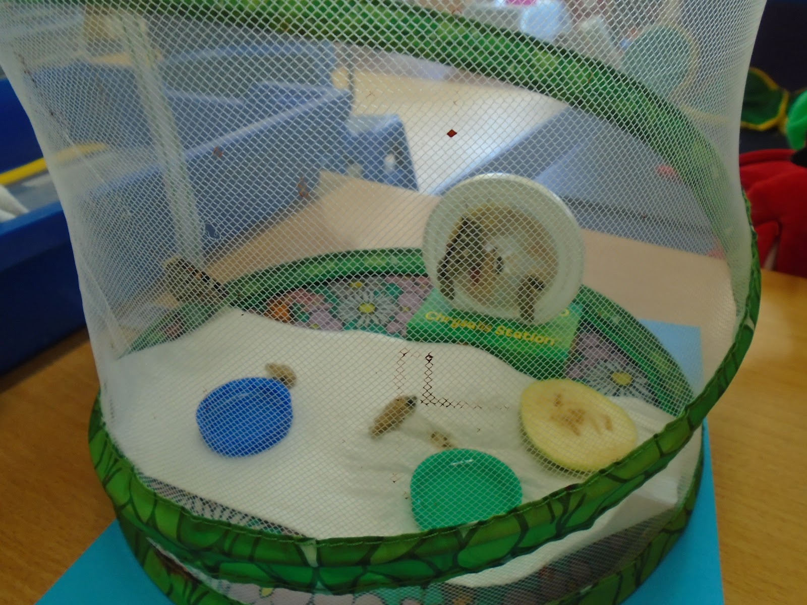 Hitcham's Blog Hatching butterflies in Nursery
