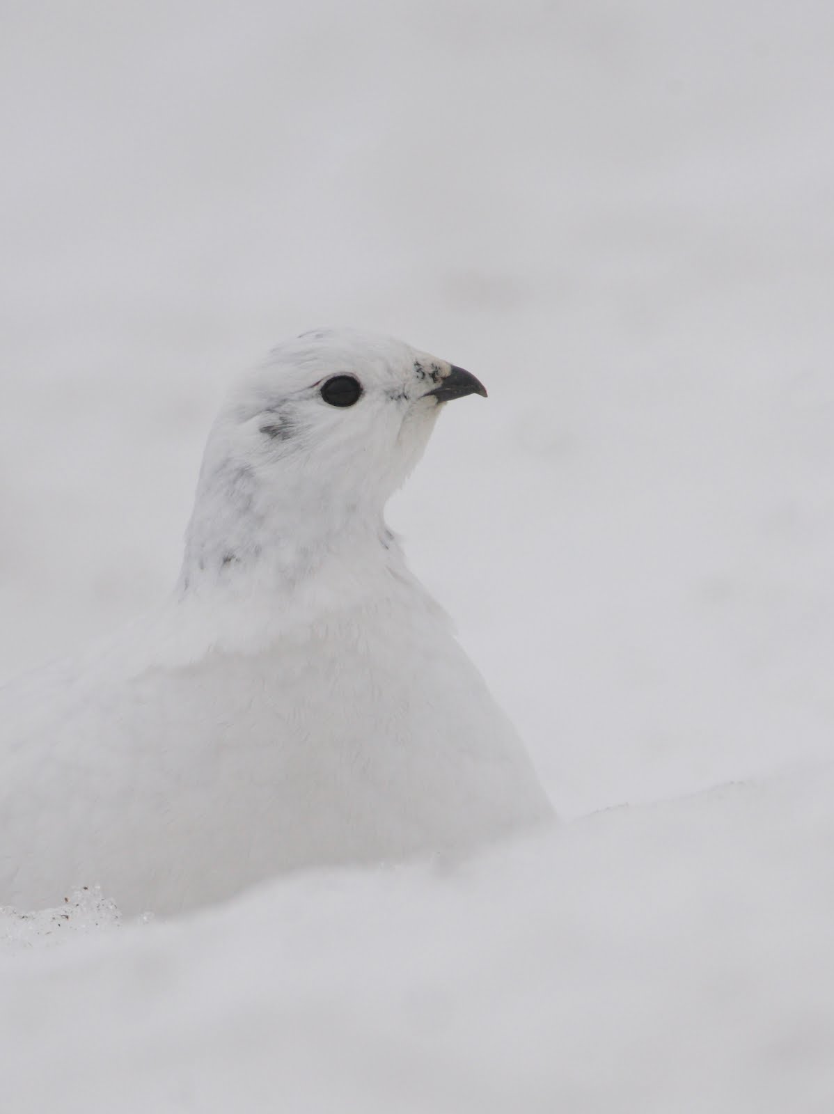 Dan's Wildlife Blog Snow Chickens!