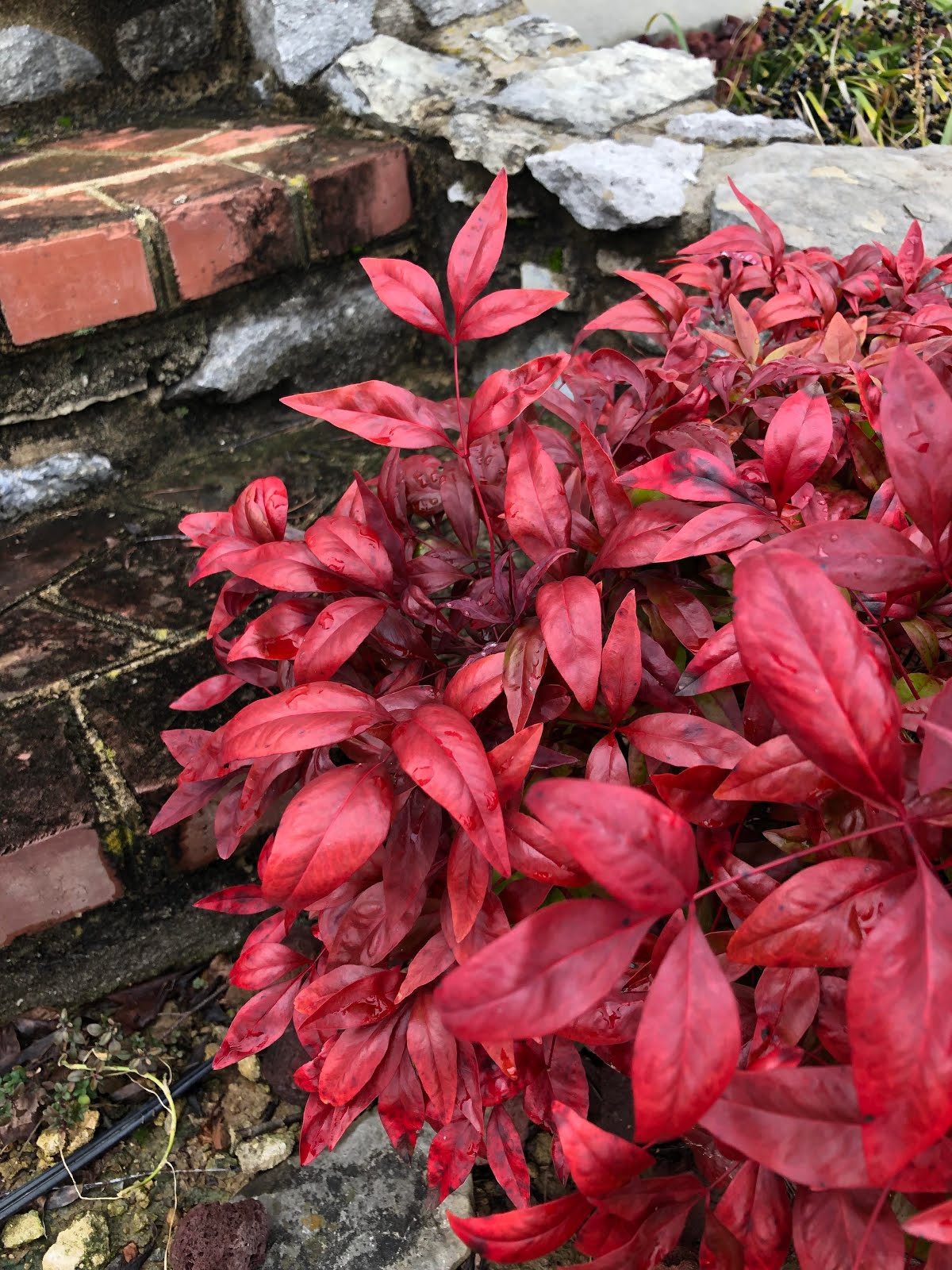 Beehind Thyme Farm & Garden A Deep LOVE For Worn Picks...