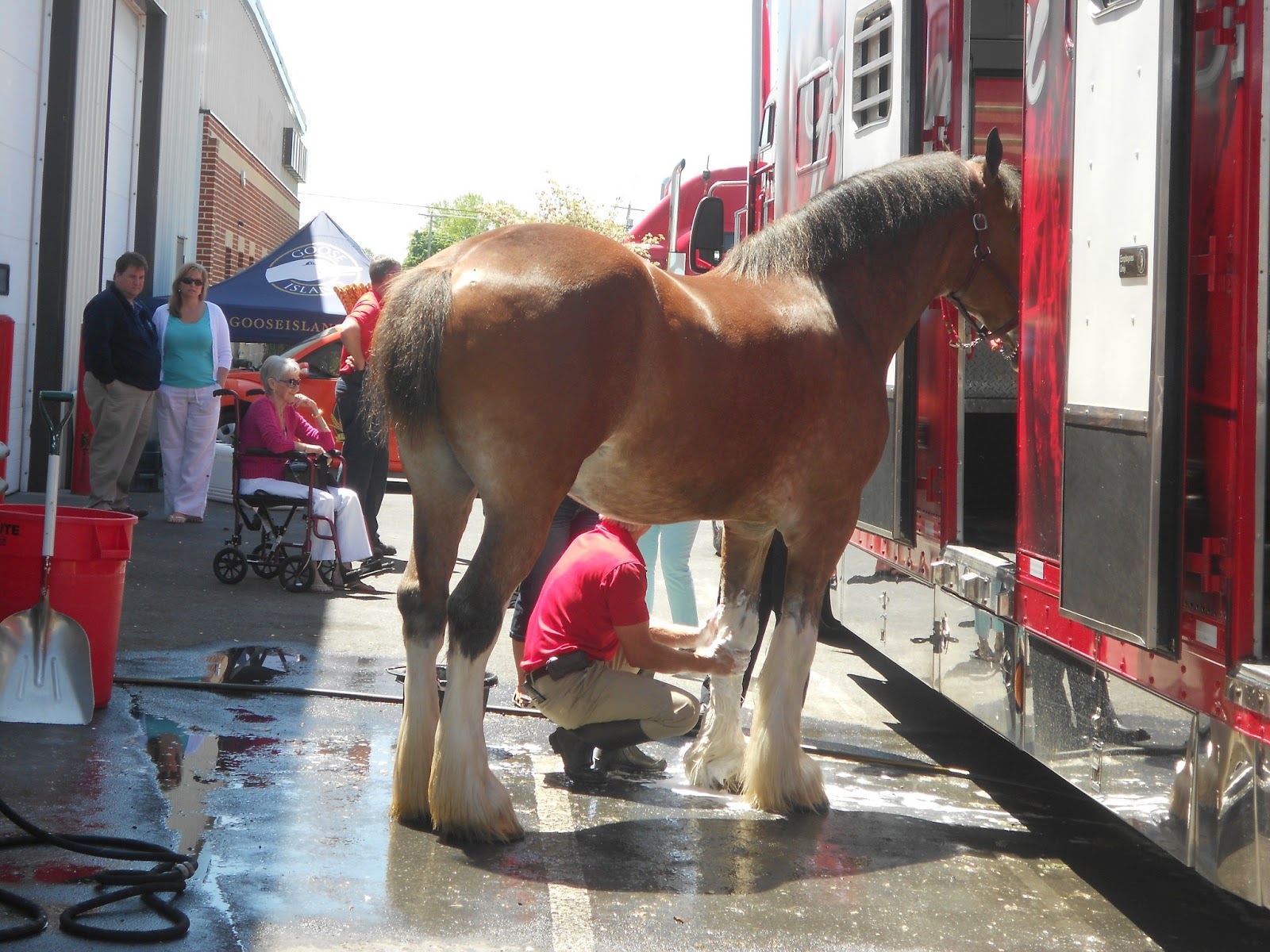 How We Spend Our Days The Budweiser Clydesdales