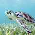 Turtle Sanctuary to be Set up in Allahabad