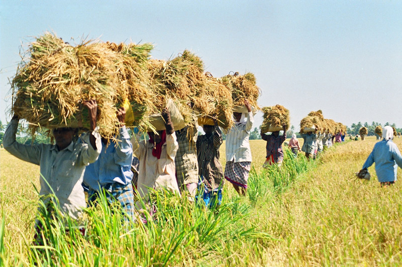 keralatown.com: Kuttanad
