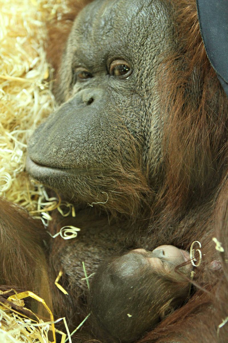 Baby Animals: Baby Orangutan 2