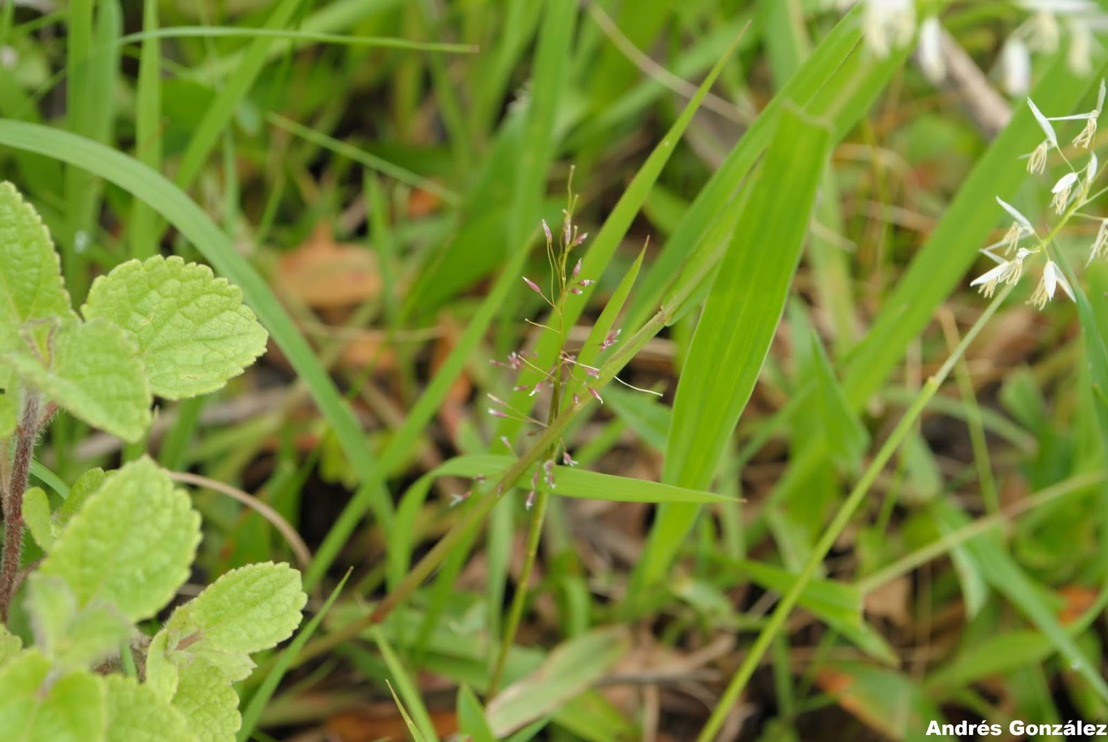 FOTOS DE FLORA NATIVA Y ADVENTICIAS DE URUGUAY Luziola peruviana. Poaceae