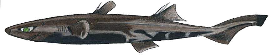 octonauts dwarf lantern shark octonauts dwarf lantern shark