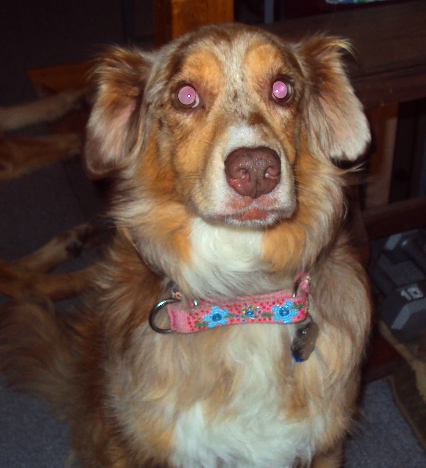 Ottawa Valley Dog Whisperer THUNDER ANXIETY PART 2