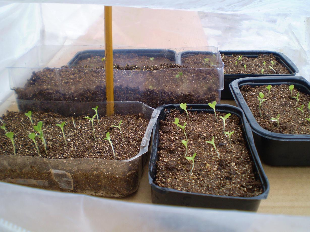 Green Jean lettuce seedlings