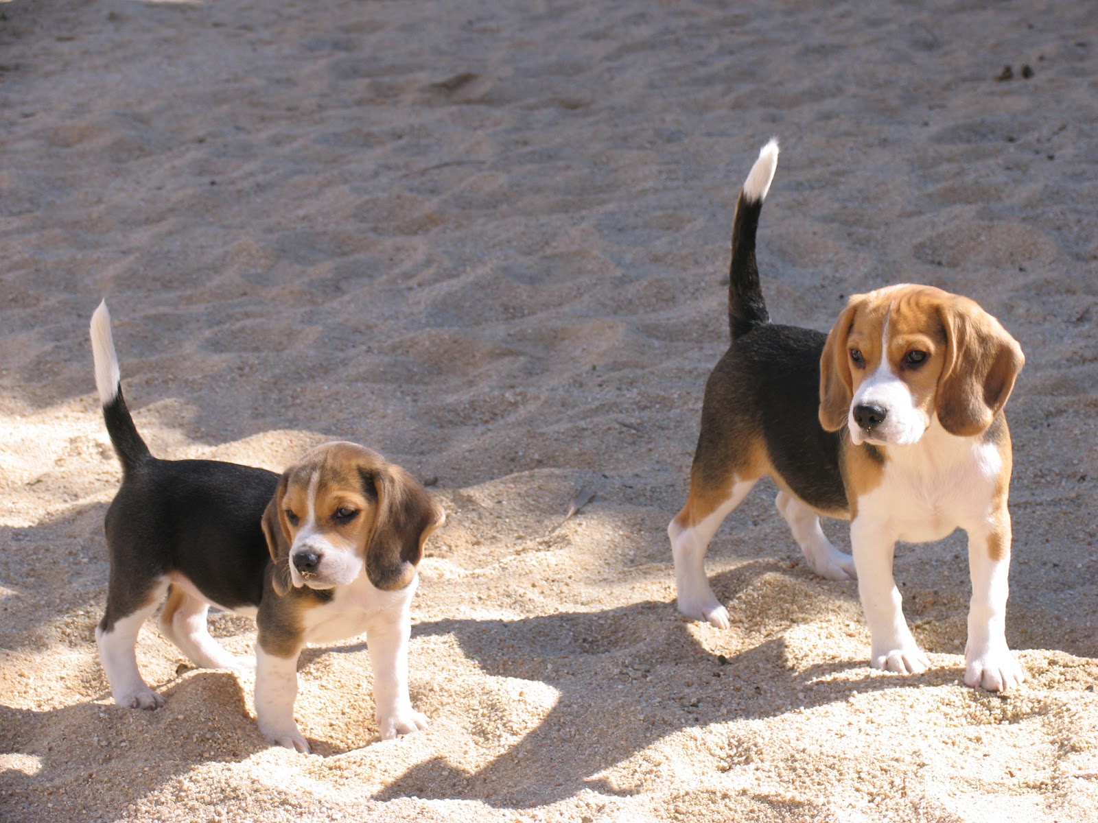 -THE BEAGLES- Frauen Kurzärmeliges T-Shirt