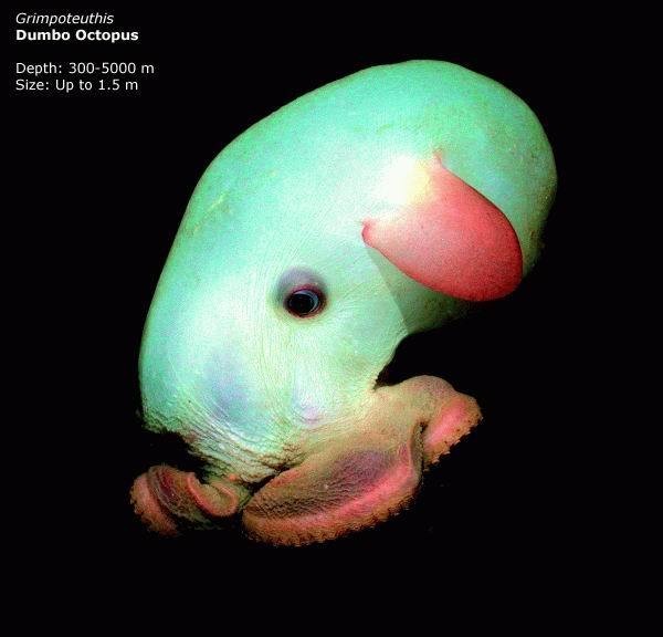 Beautiful Creatures in Mariana Trench, Deepest Place in 