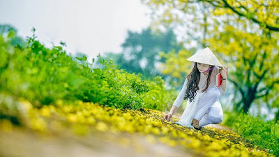anh dep hoa diep vang
