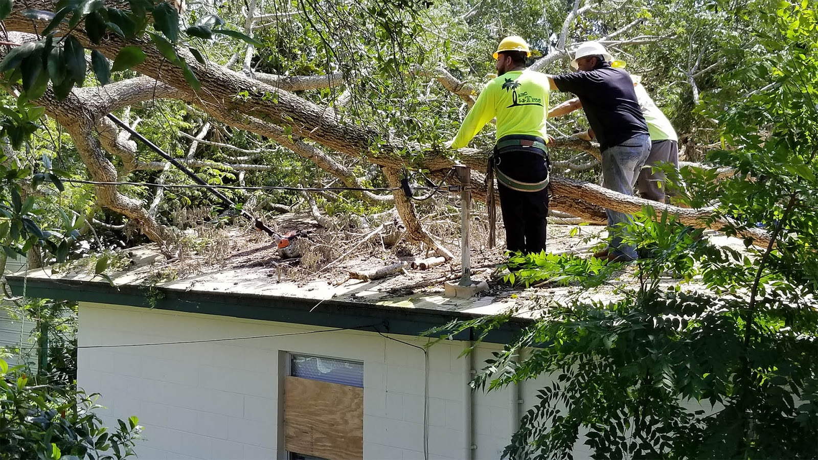Tree Cutting Expert Close by in Avery Ranch Austin