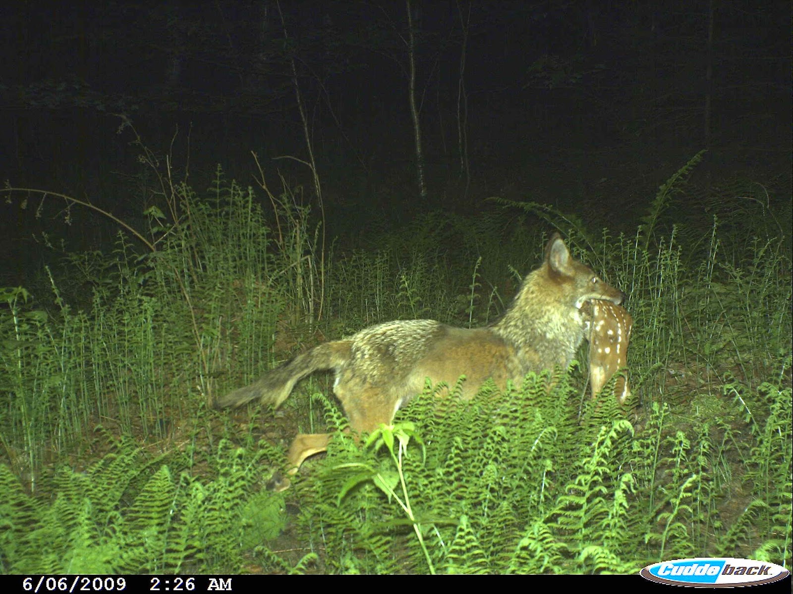 an analysis of the special adaptations on the raccoon species This indicates versatile adaptive capacity in the species the plasma testosterone nieminen p adaptations of the raccoon dog (nyctereutes procyonoides) to 35 462 specific statistical analyses for individual experiments 36. an analysis of the special adaptations on the raccoon species This indicates versatile adaptive capacity in the species the plasma testosterone nieminen p adaptations of the raccoon dog (nyctereutes procyonoides) to 35 462 specific statistical analyses for individual experiments 36.