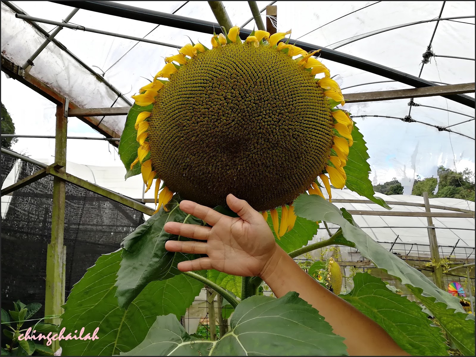 Simple Living In Nancy Large Sunflowers In Cameron Highlands