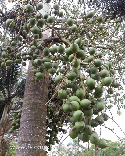 Wodyetia bifurcata, Foxtail Palm fruits