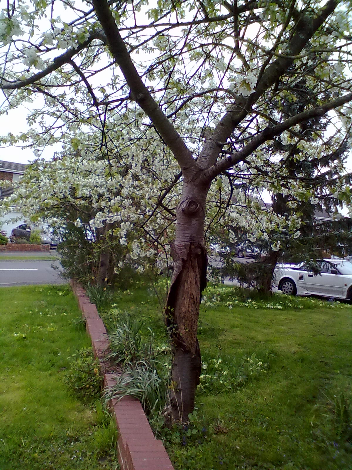 Rachel the Gardener Cherry tree with damaged bark