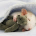 Ratos também podem ter pesadelos!