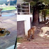 Tenia viviendo en su casa leones y tigres y lo terminan atacando dejándolo gravemente herido al dueño en Ciudad Juárez