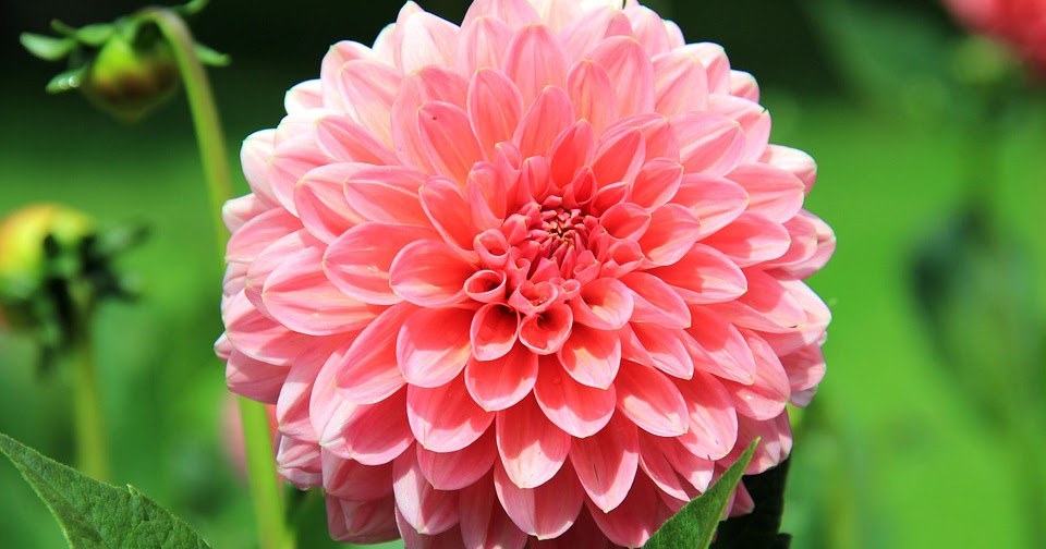 6 jenis bunga dengan dengan harga paling mahal sepanjang sejarah