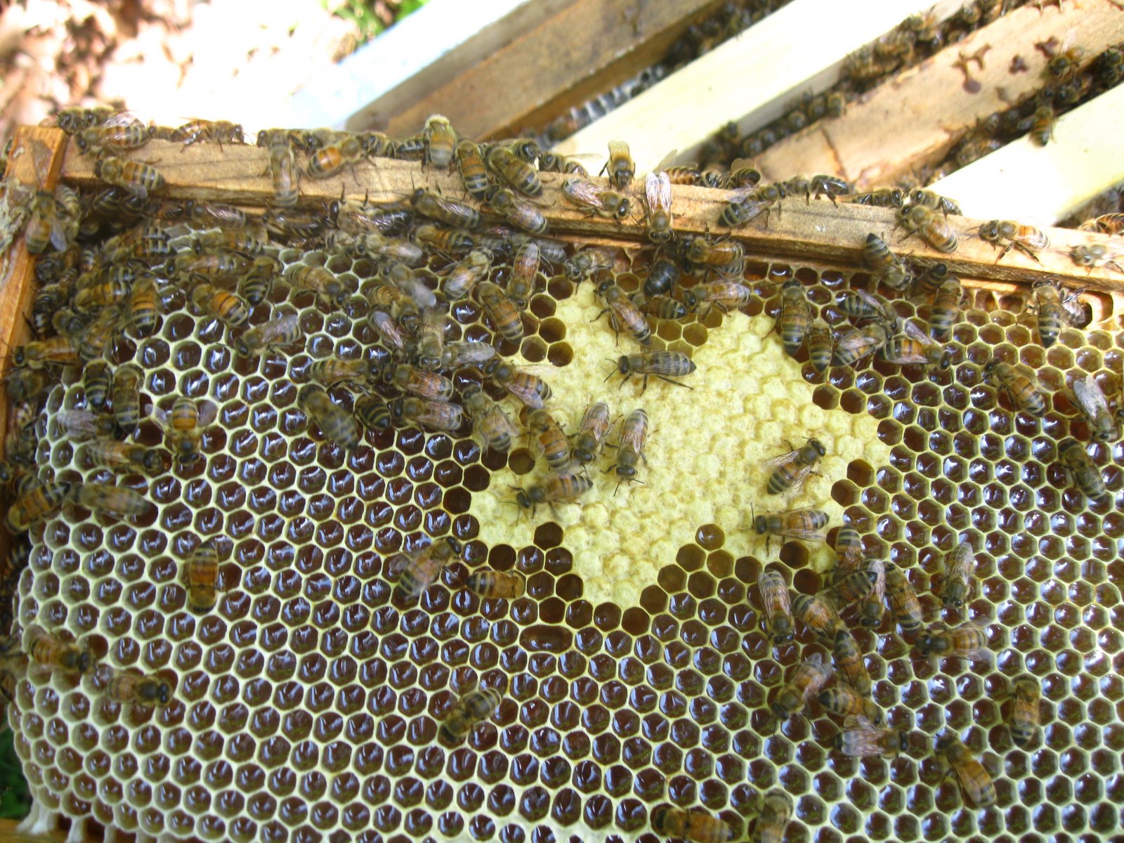 Linda S Bees Honey Brood And A New Aid For Ventilation