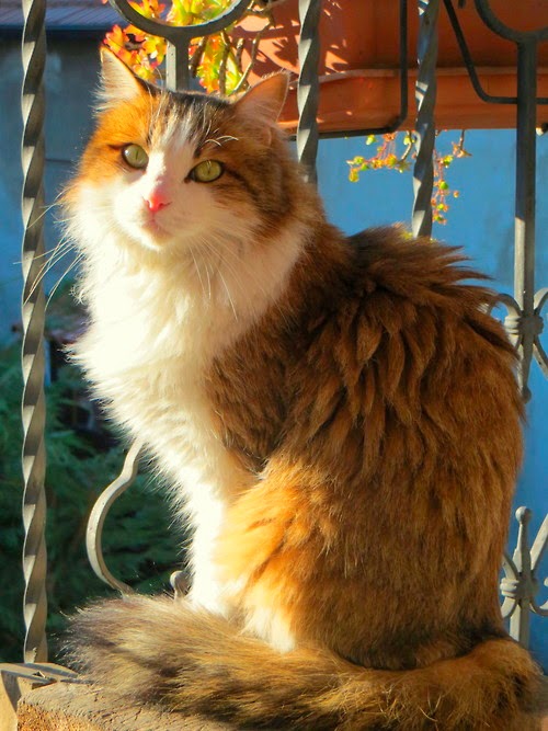 150 gambar kucing lucu dan imut termasuk anggora, persia, dan maine coon 150 gambar kucing lucu dan imut termasuk anggora, persia, dan maine coon