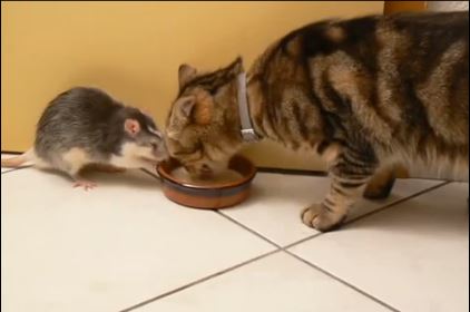 Vídeo de un gato y una rata amigos